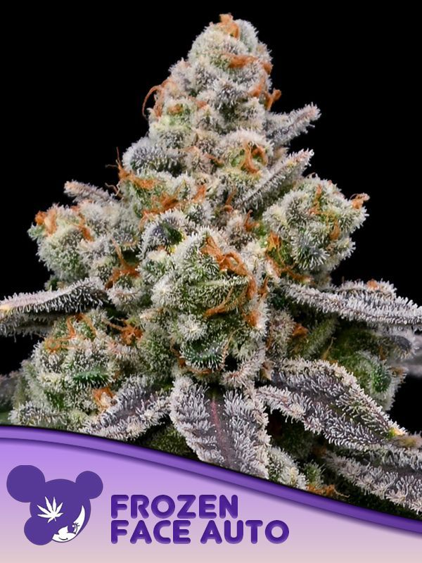 ToroGrow's tweet photo. Anesia Seeds - Frozen Face Auto (auto/fem.) https://t.co/vsDQsVNtFt #Growshop #ToroGrowshop #TG #гроушоп #семена #torogrow #каннабис #Seeds #Cannabis https://t.co/vIAAkn8nFb
