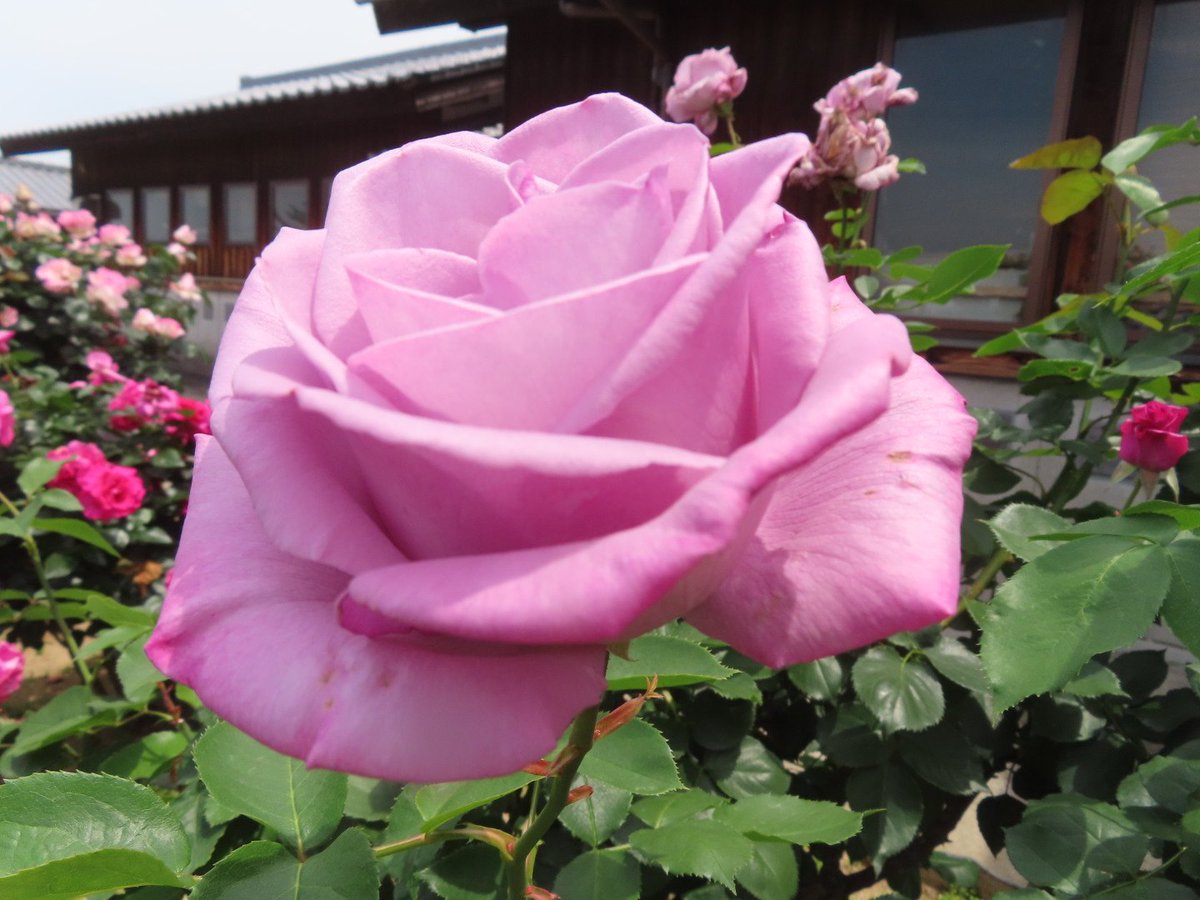 おはようございます(˶ᐢᗜᐢ˶)✨

11月1日(土)12度曇り空の朝
今日は曇りのち晴れ予報⛅️
今日から11月スタート
今月もぼちぼち
元気にいきまっしょq(^-^q)
今日も笑顔いっぱい
幸せな一日でありますように☆⌒*/
今月もよろしくお願いします😊💕