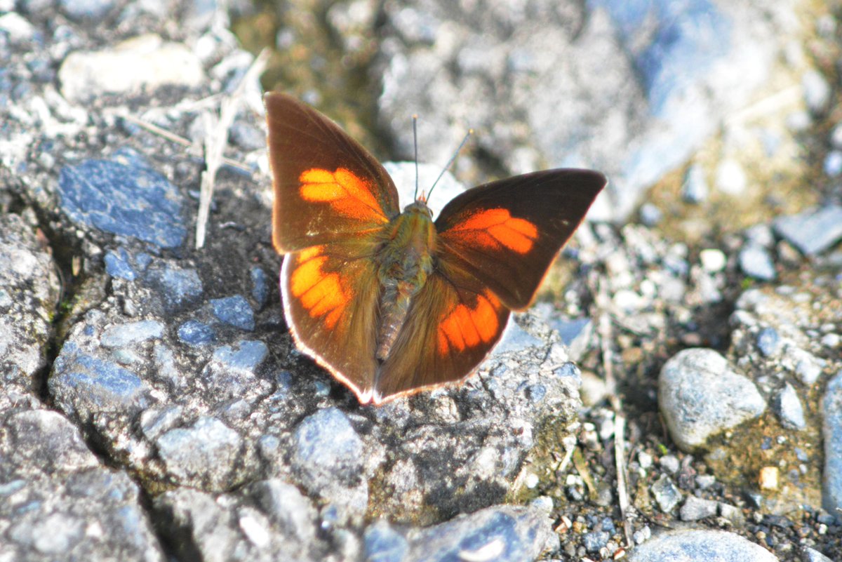 生物　閲覧用 くさかぜ on X
