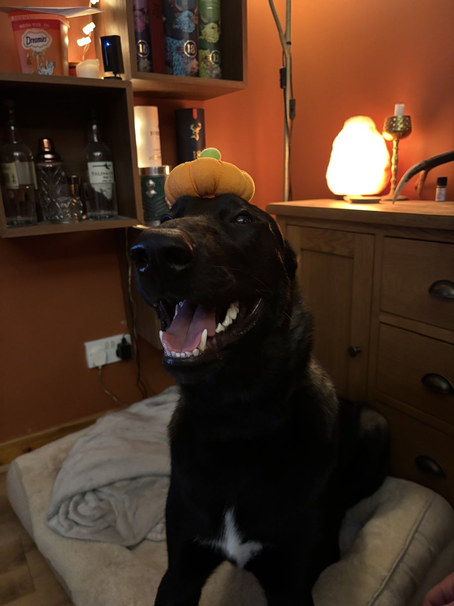 L i t a ✧・ﾟ tweet media