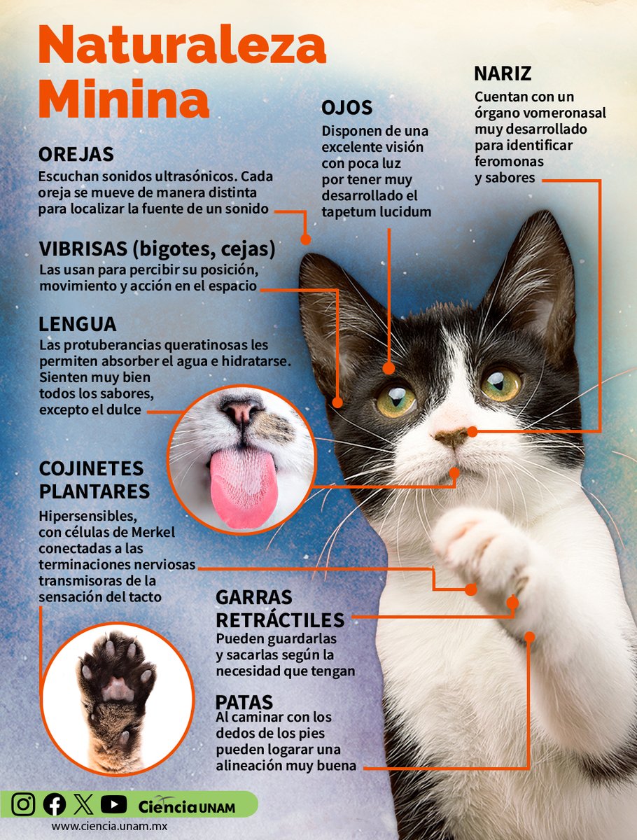#AmbienteyNaturaleza | Te contamos más sobre los enigmas del comportamiento de los #gatos
¿Por qué ronronean? ¿Por qué son poco expresivos ante su sufrimiento?, ¿Son propagadores de enfermedades?
Checa nuestro artículo en #CienciaUNAM  bit.ly/4oswgeb
<a href="/FMVZUNAM/">FMVZ UNAM</a>