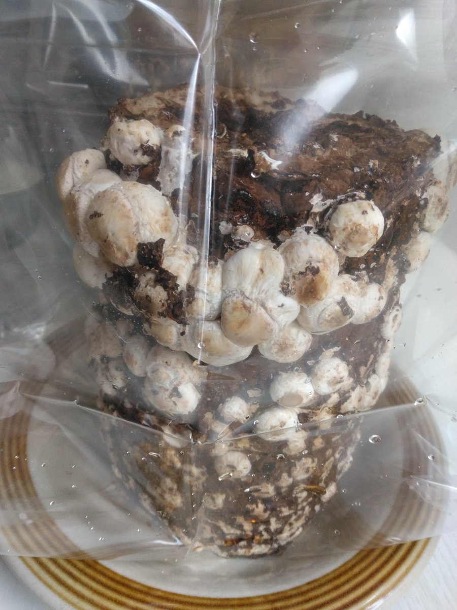 はかせなの♪ on X