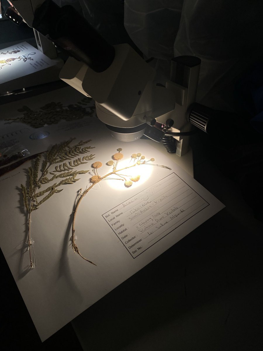 هالسمستر استمتعت لمادة علم النبات الميداني
لان درسنا كيف نصنف النبات ونستخرج معلومات لكتاب فلورا السعودية وايضا كيف نصنفها برسم دايقرام او نضع رموز عشان نتاكد ان ماشيين صح

وايضاً طريقة تجفيف النبات وحفظها في المعشبة
وكان هذا لاب الوحيد اللي اخذه هالسمستر ماقبل التخرج 🎓