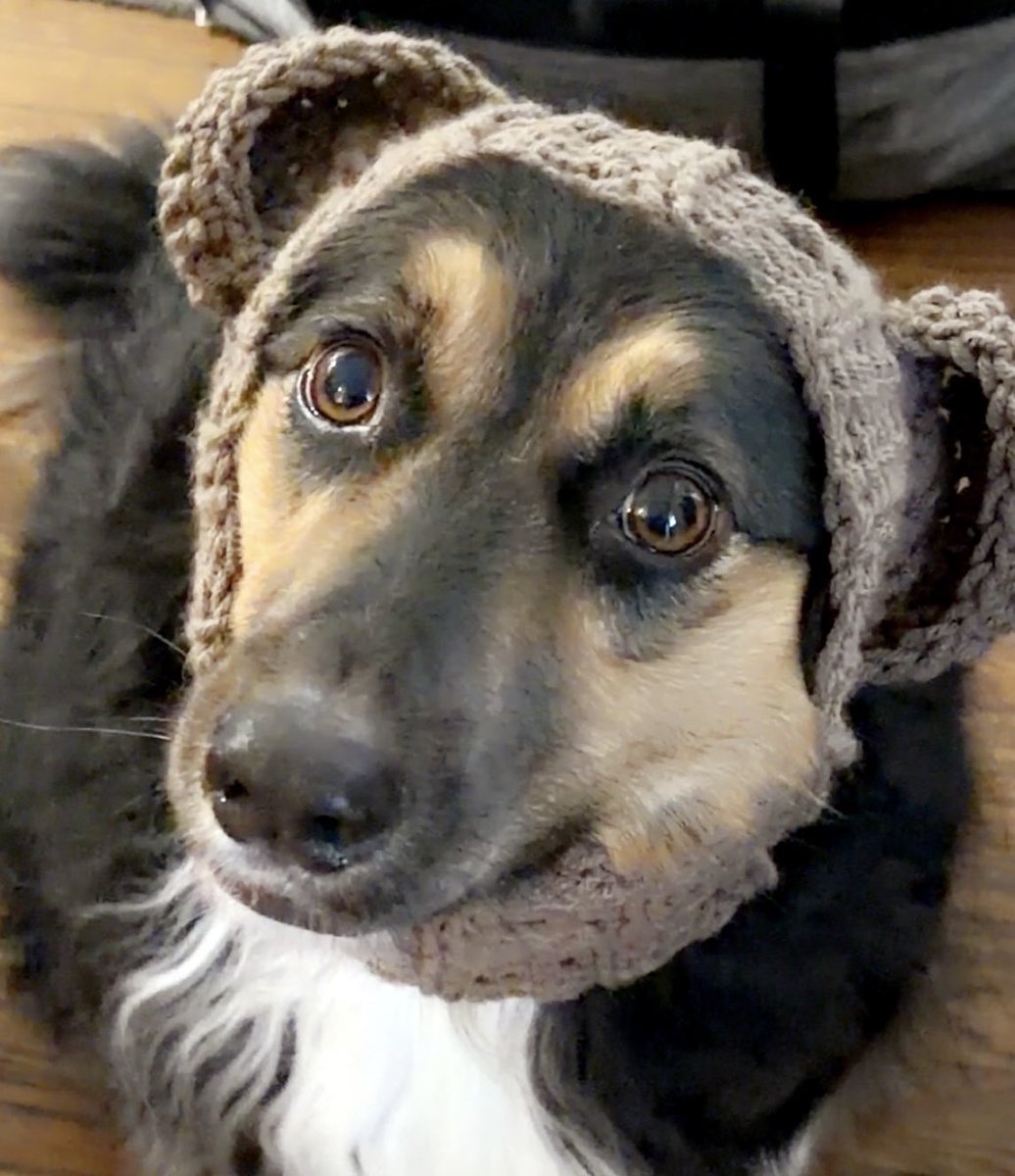 Miley doesn’t like tricks so will only accept treats this Halloween! 🐻🎃