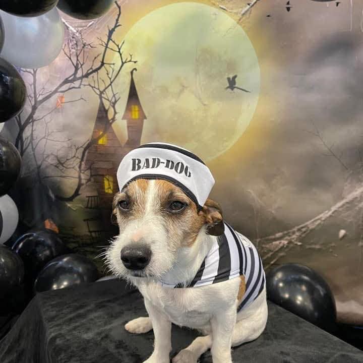 Happy Halloween! Go Jays Go!