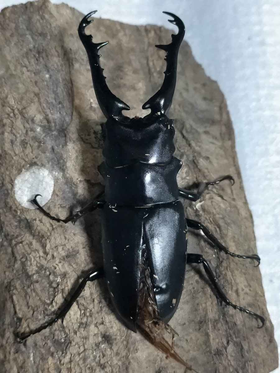 北海道クラシック on X