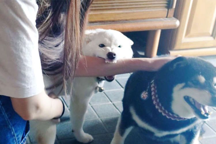 ペコ様 Peco (@pecotecooo) / Posts / X