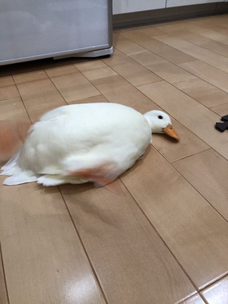 The Duck Poster tweet media