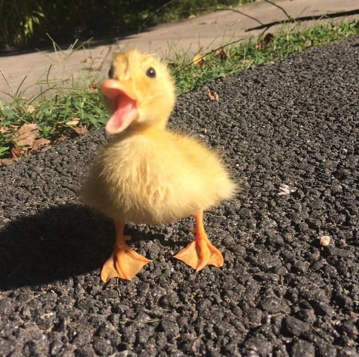 The Duck Poster tweet media