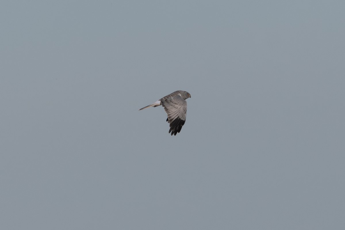 9stan's tweet image. I had a nice few hours on the humber bank yesterday. I saw one of the recently reported hen harriers for a grand total of 5 minutes in 8 hours, however one flight sequence allowed for some reasonable photos.
More on the blog eastyorkshirewildlife.co.uk/blog