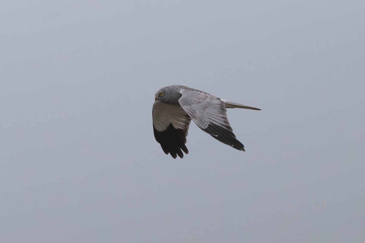 9stan's tweet image. I had a nice few hours on the humber bank yesterday. I saw one of the recently reported hen harriers for a grand total of 5 minutes in 8 hours, however one flight sequence allowed for some reasonable photos.
More on the blog eastyorkshirewildlife.co.uk/blog