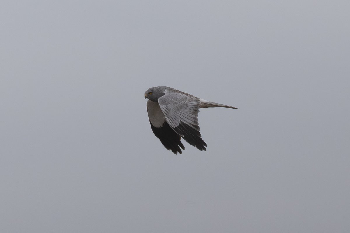 9stan's tweet image. I had a nice few hours on the humber bank yesterday. I saw one of the recently reported hen harriers for a grand total of 5 minutes in 8 hours, however one flight sequence allowed for some reasonable photos.
More on the blog eastyorkshirewildlife.co.uk/blog
