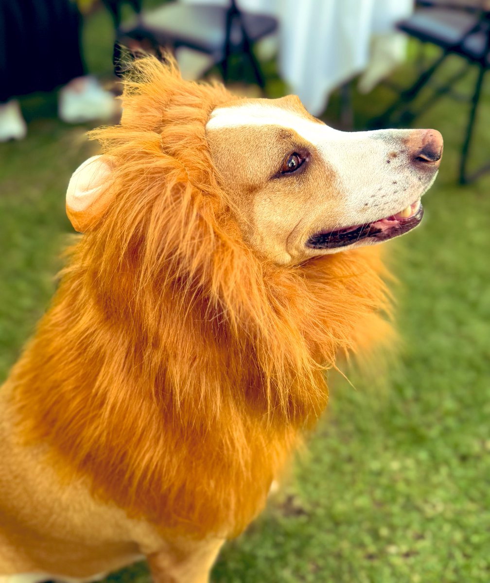regargollo's tweet photo. Un león listo para Halloween 🦁 https://t.co/QXSjLWJxtS