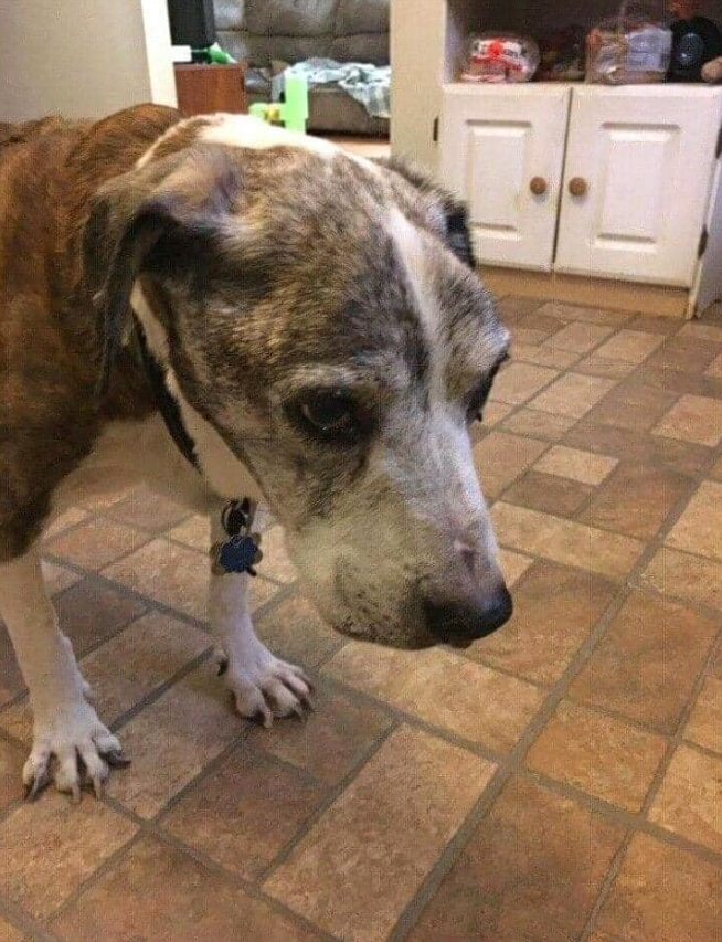 BestinDogs's tweet image. is my 17th birthday and no ones wished me yet 🥺