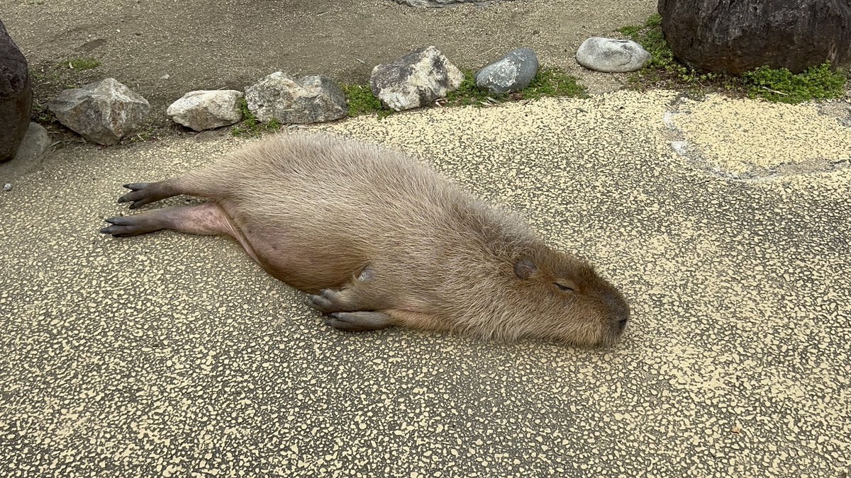 カピバラ子　0728ー0801 カピバラ子 0728ー0801 カピバラ子様専用 カピバラ子 0728ー0801