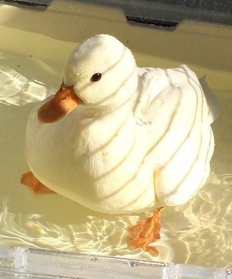 The Duck Poster tweet media