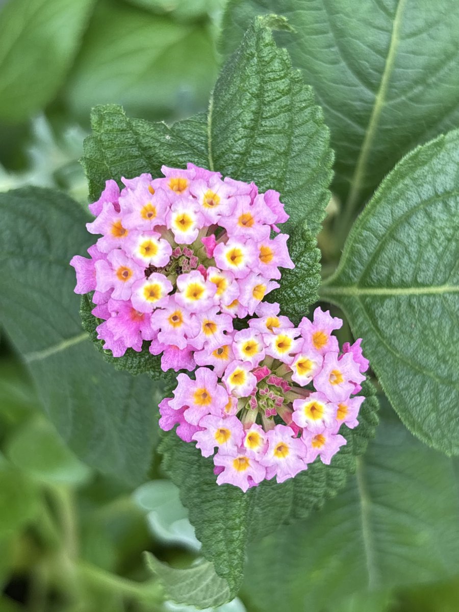 まぁちゃん𓂃◌۫𖤣𖥧 𓆸٭*𓈒 (@ma_42_r) / Posts / X