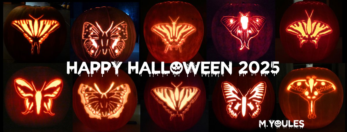 Enjoy a great evening, remember moths are always with us at night.📷 Mark Youles