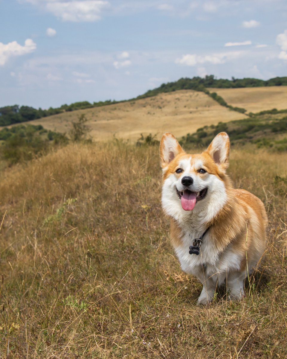 thesopawsome's tweet image. Perfectly packaged cuteness, with extra fluff. 🎁🍑 #CutePackage #CorgiGram #AdorableCorgi #CorgiLife #CorgiLove