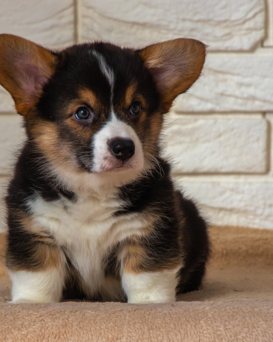thesopawsome's tweet image. Perfectly packaged cuteness, with extra fluff. 🎁🍑 #CutePackage #CorgiGram #AdorableCorgi #CorgiLife #CorgiLove