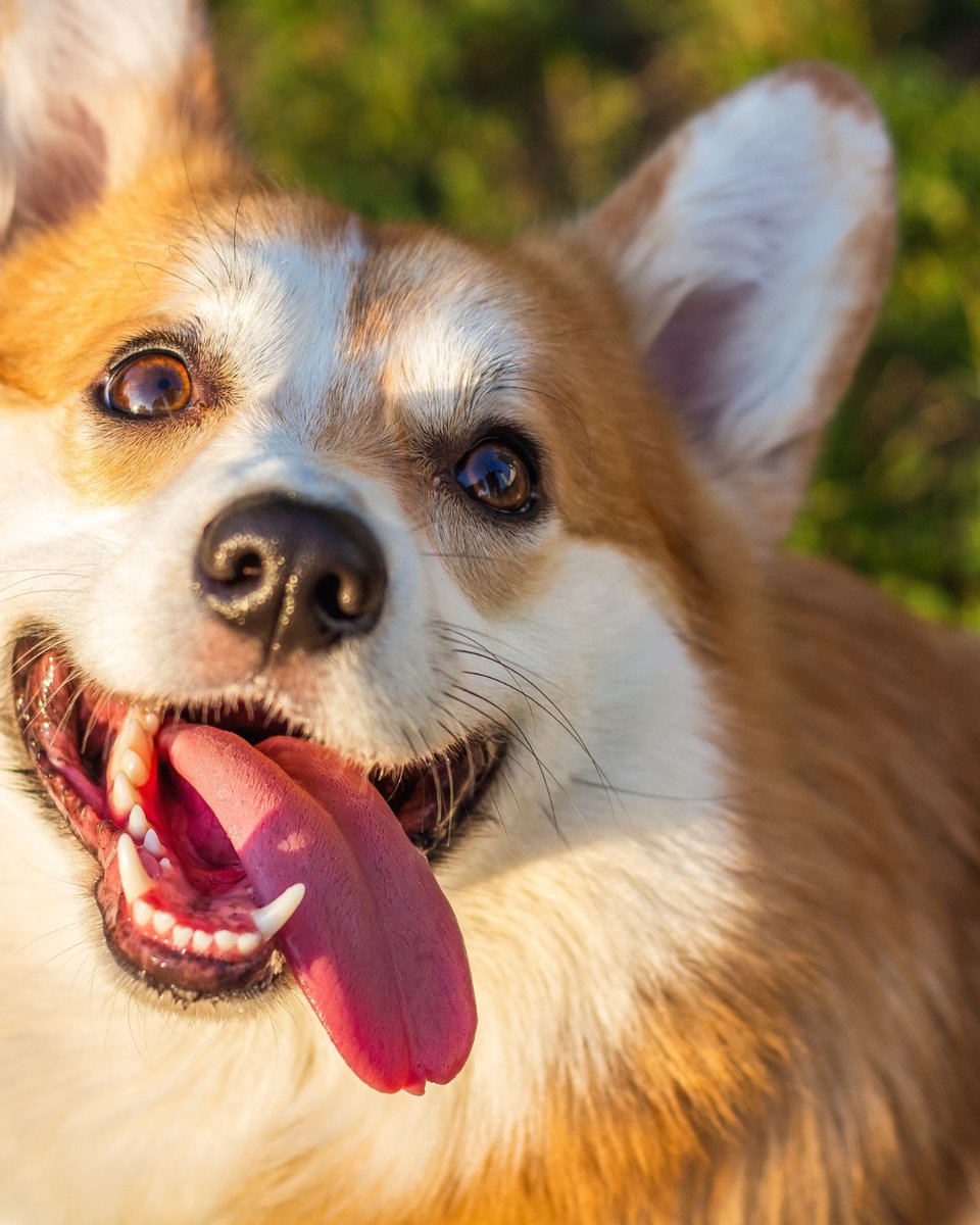thesopawsome's tweet image. Perfectly packaged cuteness, with extra fluff. 🎁🍑 #CutePackage #CorgiGram #AdorableCorgi #CorgiLife #CorgiLove