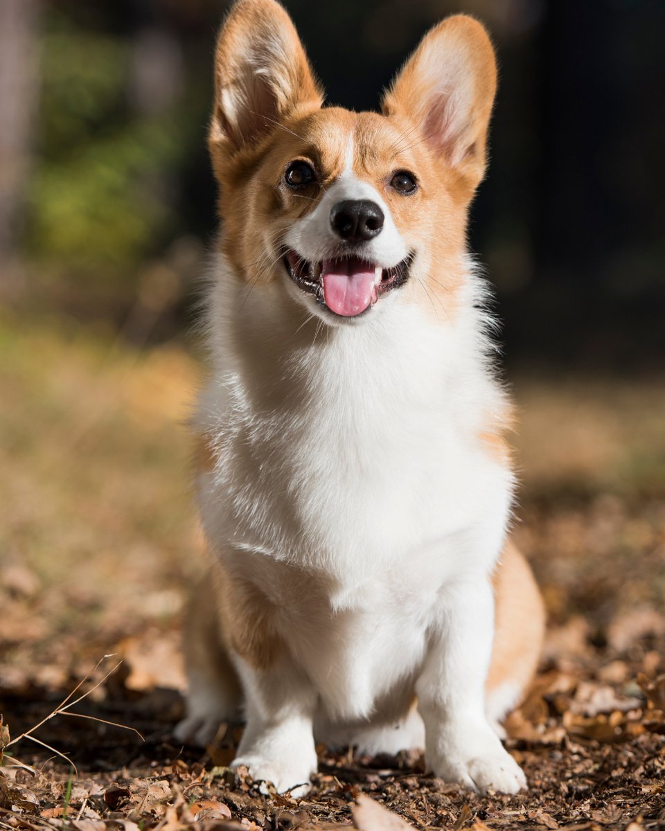 thesopawsome's tweet image. Perfectly packaged cuteness, with extra fluff. 🎁🍑 #CutePackage #CorgiGram #AdorableCorgi #CorgiLife #CorgiLove