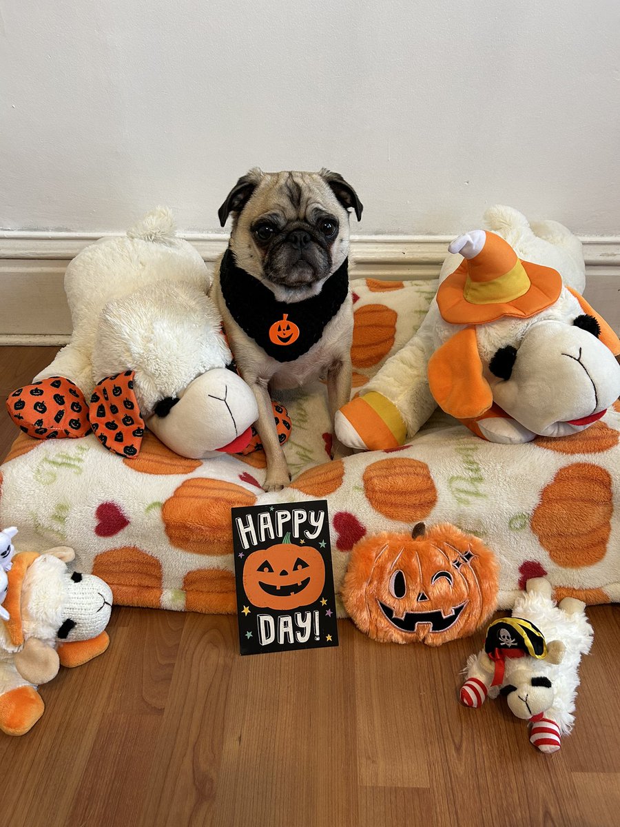 PetuniaMaePug's tweet image. Pug Mail: 💌 🐾 🧡 Thank you Amelia and her mum @gingersnap599 for this Halloween card! We feel so blessed to have you and everyone as our friends. Have a safe fun Halloween. 🎃 🐾 👻 #furfriends #halloween #snailmailfun