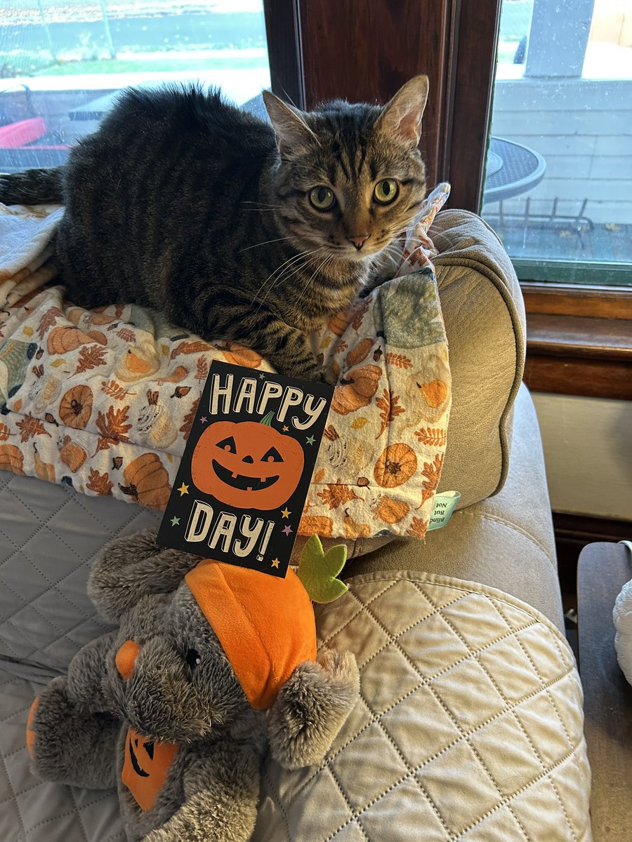 PetuniaMaePug's tweet image. Pug Mail: 💌 🐾 🧡 Thank you Amelia and her mum @gingersnap599 for this Halloween card! We feel so blessed to have you and everyone as our friends. Have a safe fun Halloween. 🎃 🐾 👻 #furfriends #halloween #snailmailfun