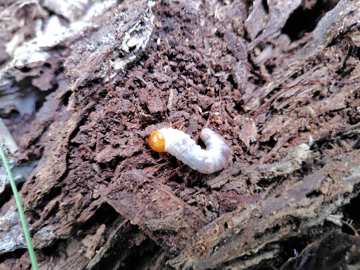 ⚘⠜　もも こんにちは！ももです🍑 今日ご紹介するのはMoonです！ Moon