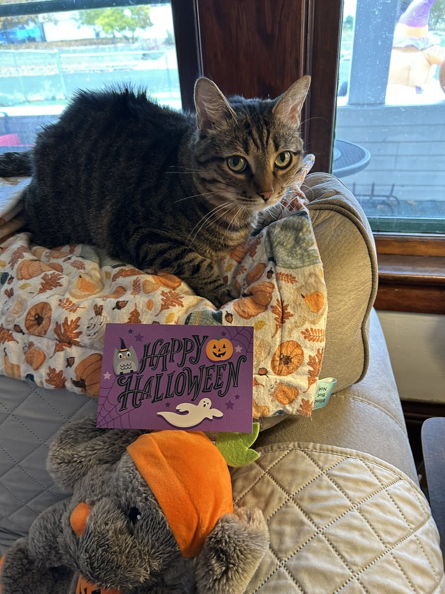PetuniaMaePug's tweet image. Pug Mail: 🧡 🐾 💌 Thank you so much to Lil Bear 🐻 and Baby Bea 🐝 @BelleLBear 🐝 this spooky fun Halloween card! Y’all are just da best. We love you! 😘 #furfriend #snailmailfun #holidays