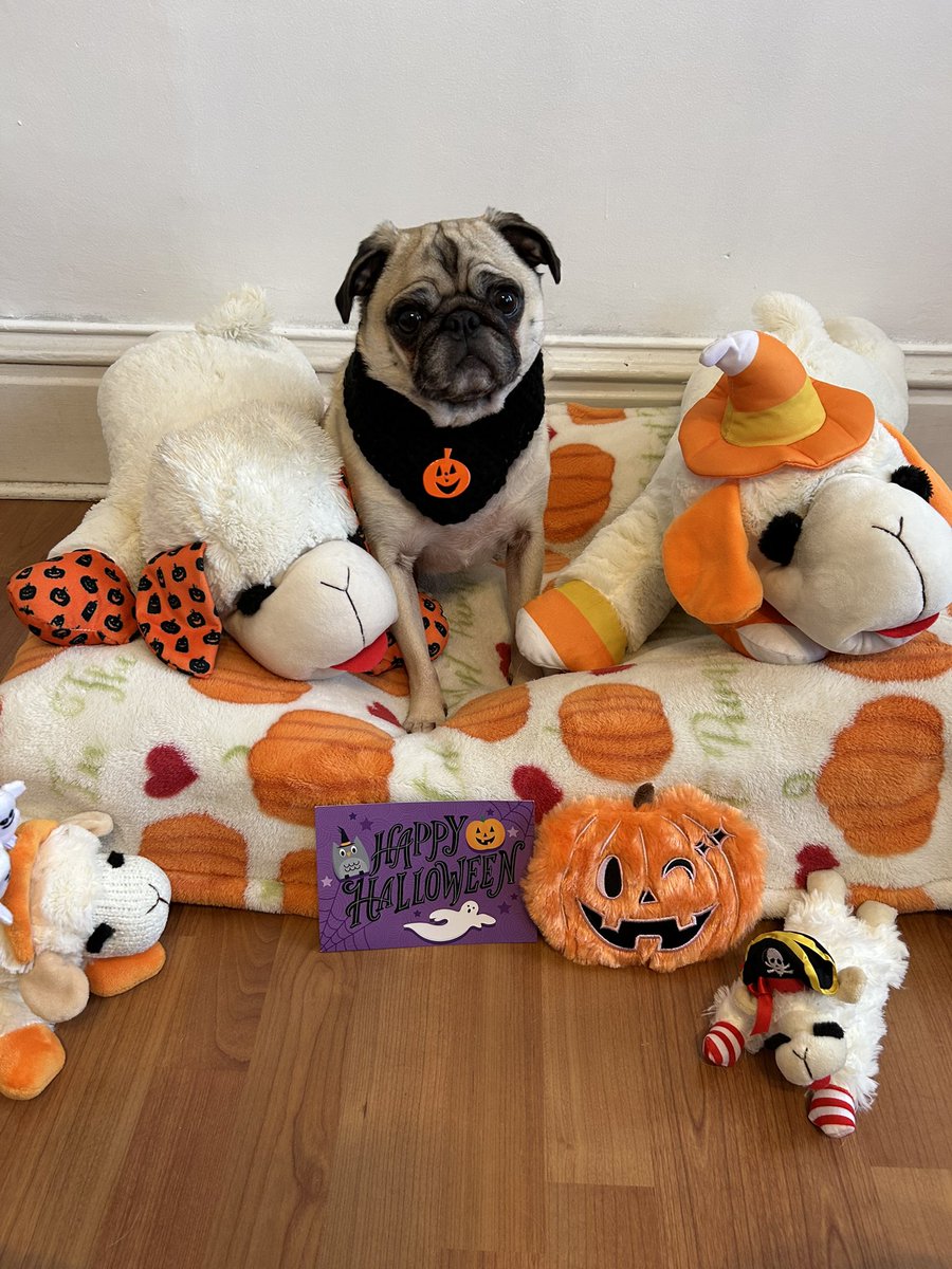 PetuniaMaePug's tweet image. Pug Mail: 🧡 🐾 💌 Thank you so much to Lil Bear 🐻 and Baby Bea 🐝 @BelleLBear 🐝 this spooky fun Halloween card! Y’all are just da best. We love you! 😘 #furfriend #snailmailfun #holidays