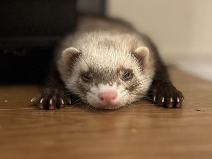 フェレットオフ会参加したいのに参加の仕方分からないので誰か教えて〜🥲フェレ界隈さん達DM下さい🙇‍♀️（関東で埼玉だったら嬉しい）
オスのベルとピノちゃまです🩷