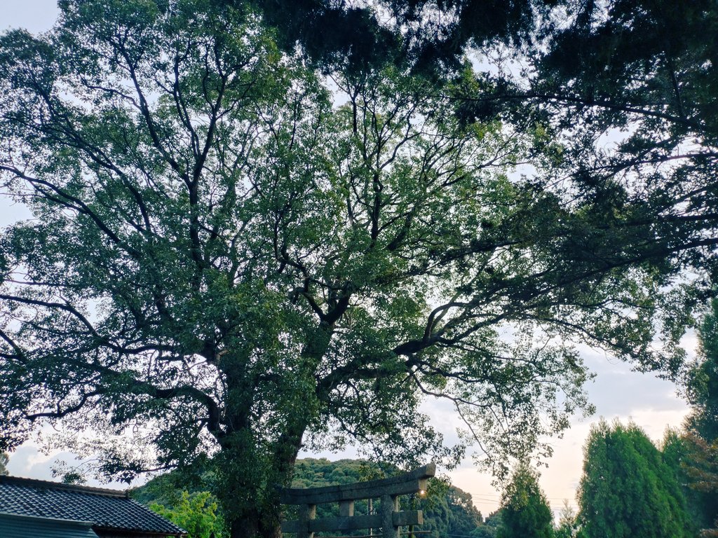 もーにん☁今日から11月だね。今年も残り2ヶ月！季節の変わり目で自律神経の調子悪いけど無理なく頑張っていきましょう🫶昨日は18時に寝て夜中の2時に起きたよ。また超早寝超早起きのターンに入ったわ。今月もよろしくね😘

#11月 #ウォーキング #神社