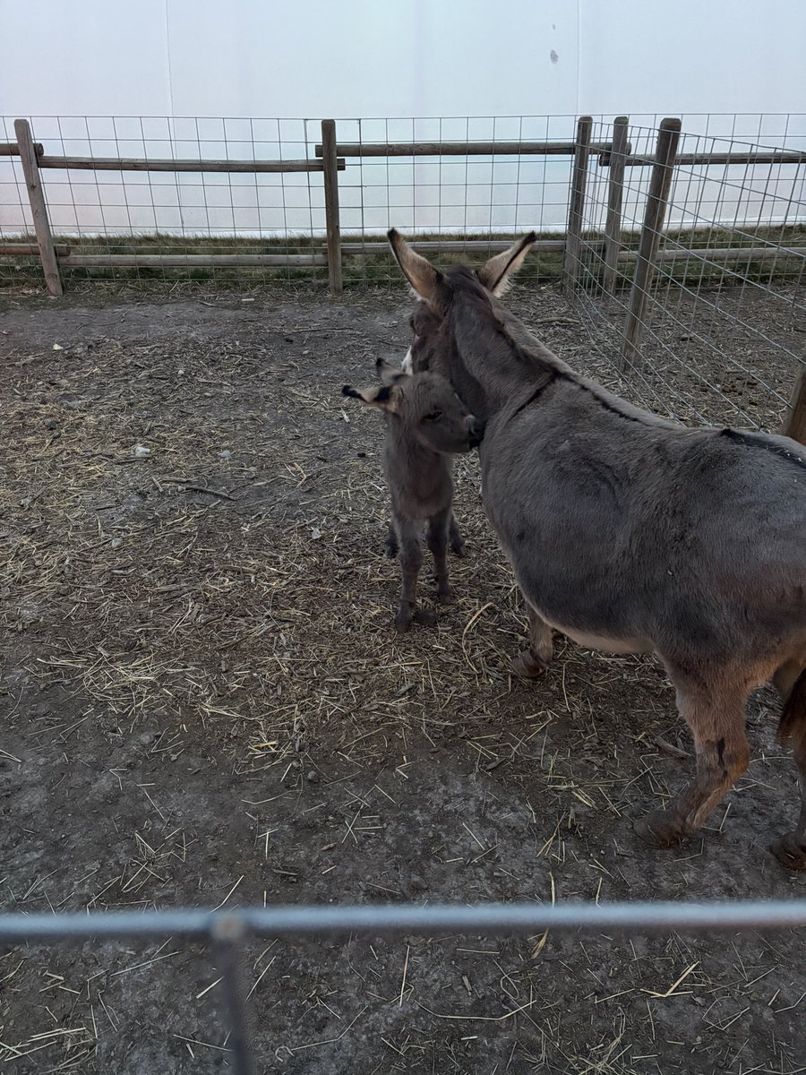 splendorousceliac tweet media