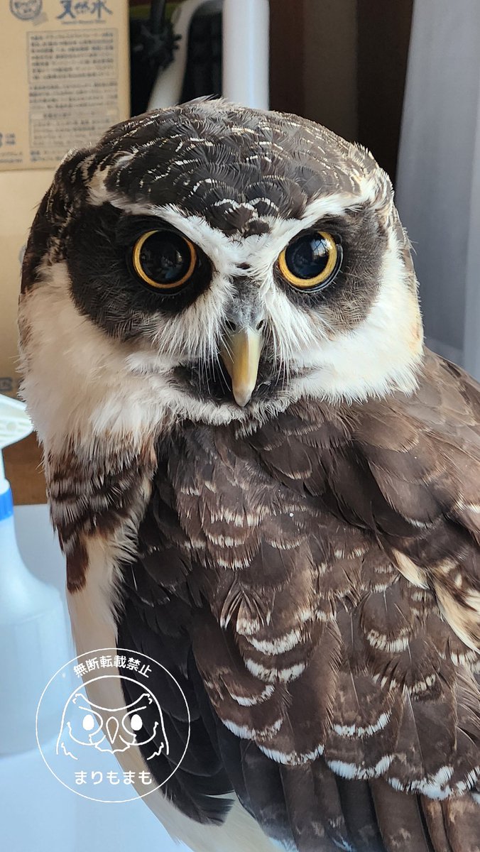 まりもまも (@marimomamo073) / Posts / X