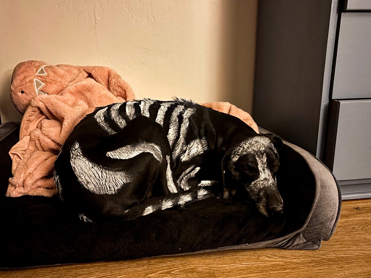 Happy Halloween!! Skele-Barley made an appearance at our favorite brewery after work. Time for a little nap before he passes out candy to all of the trick-or-treaters this evening💀🎃