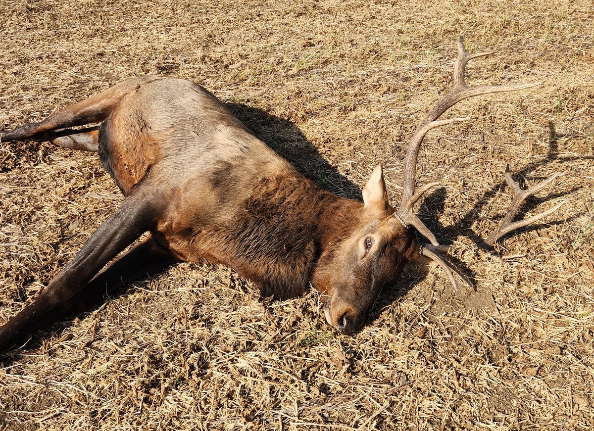RMEF's tweet image. Help wildlife authorities in North Dakota solve this elk poaching case in the middle of the state: rmef.org/media/help-sou… &amp;amp; @FiocchiUSA spread the word to try to reduce poaching incidents. #northdakota