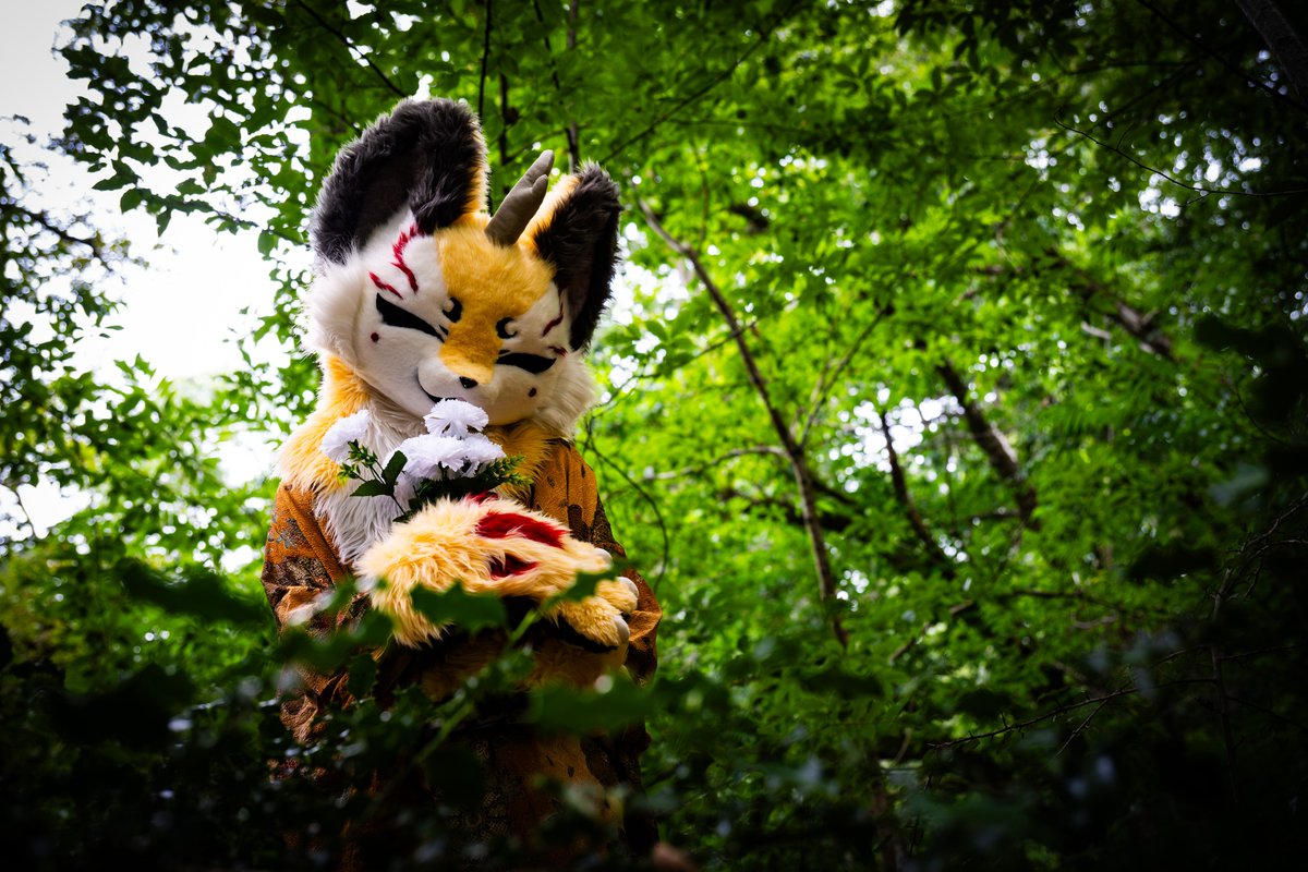 An elusive kitsune in its natural habitat~

🦊: <a href="/Gabilhondo1/">Gabilhondo</a> (Kohaku Sun)
🧵: <a href="/qinghe34/">qinghe</a> 
📸: <a href="/Slibiniukas/">Dragoniel</a> 
#furry #fursuit #fursuiter