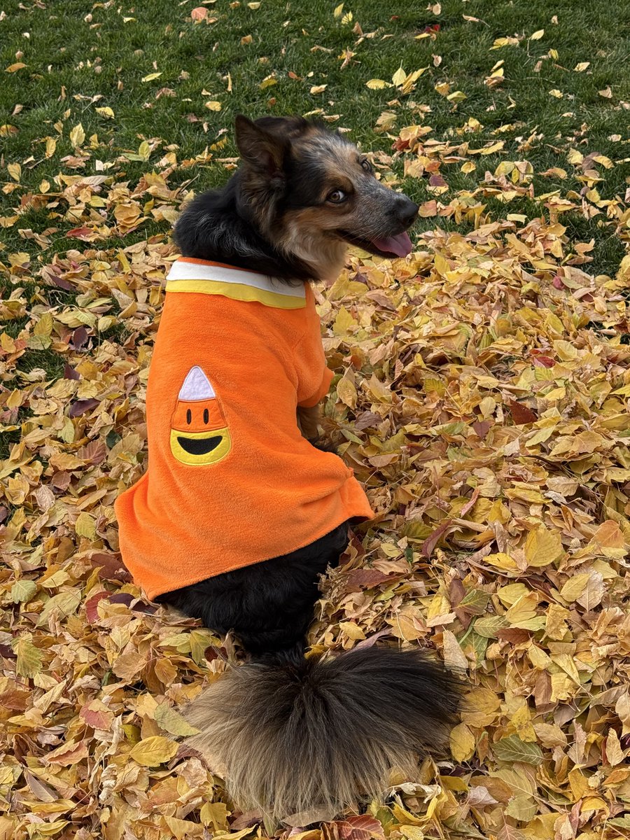 JuddOlmstead's tweet photo. The happiest candy corn on the block.
#Halloween2025 #HalloweenCostume #Waffles https://t.co/Y3FfbqUpTR
