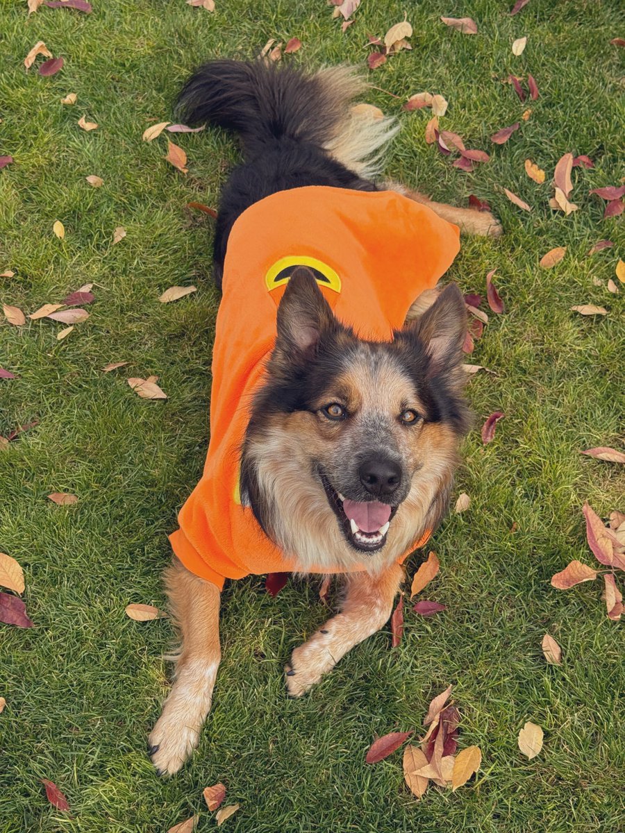 JuddOlmstead's tweet photo. The happiest candy corn on the block.
#Halloween2025 #HalloweenCostume #Waffles https://t.co/Y3FfbqUpTR