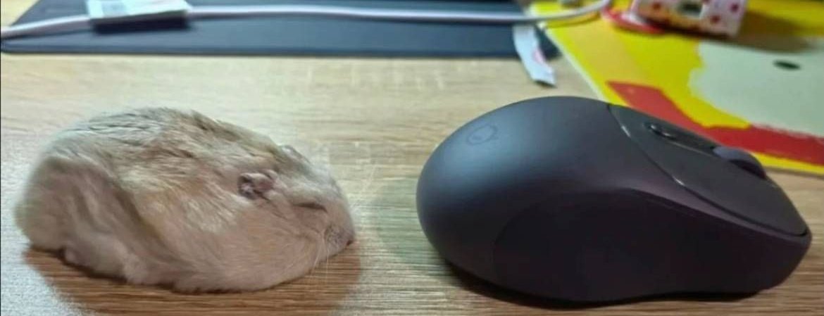 hamster tweet media
