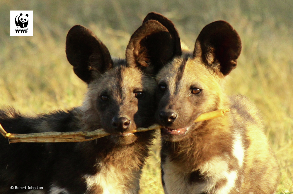 PANDA LOVE♥️ (@PANDALOVE0612) / Posts / X