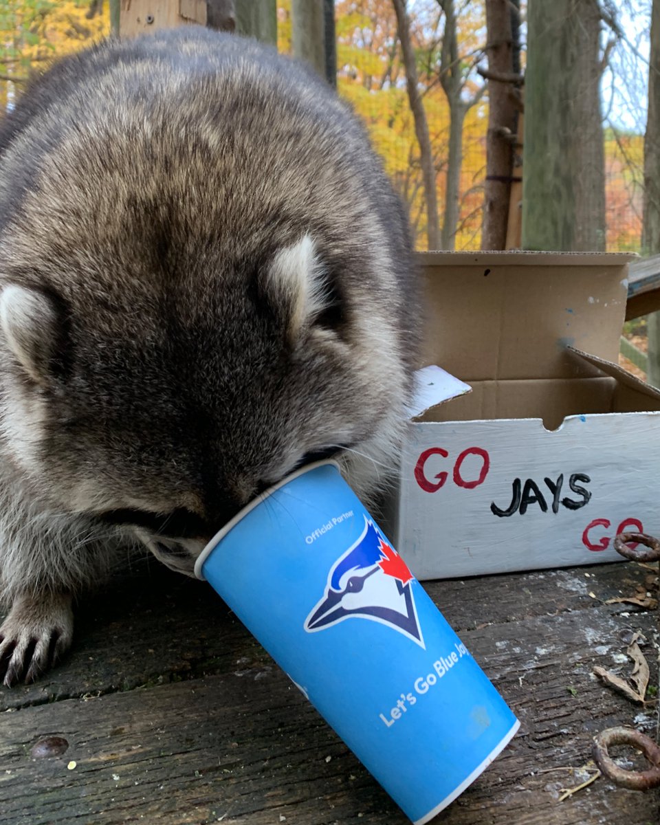 TheTorontoZoo's tweet photo. Your Toronto Zoo’s raccoons, Manny and Micro, are fired up and cheering on the @BlueJays as they return to home turf, ready to make history! 💙⚾ Use code BlueJays2025 for 10% off Zoo admission at https://t.co/TcXmA6Cu4Y (til Nov 7). #LightUpLetsGo #WANTITALL https://t.co/8jJhtISssj