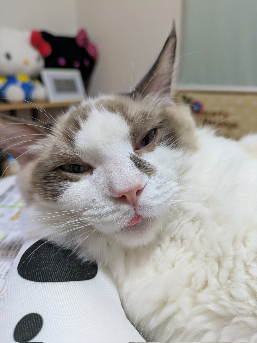 みんにゃ〜😻😻
おはにゃ〜💕💕
どっちも僕にゃよ〜😂😂💕💕
昨日はニャロウィンぱーりー🎃楽しかったにゃねぇ〜😽😽💕💕
今月もよろしくにゃねぇ〜🤗🤗💓💓