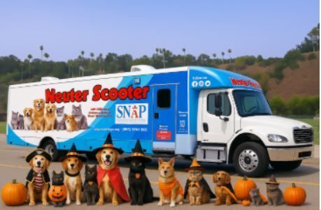 SNAPspayneuter's tweet image. 🐾 Happy Howl-oween! 🎃
Keep pets safe this Halloween:
✔️ Secure indoors
✔️ Updated ID tags
✔️ No candy (chocolate &amp;amp; xylitol = toxic)
✔️ Comfy costumes only

📸 Nothing says spooky season like a pup in costume!

#Howloween 
#PetSafety 
#SpookyPups 
#SNAP