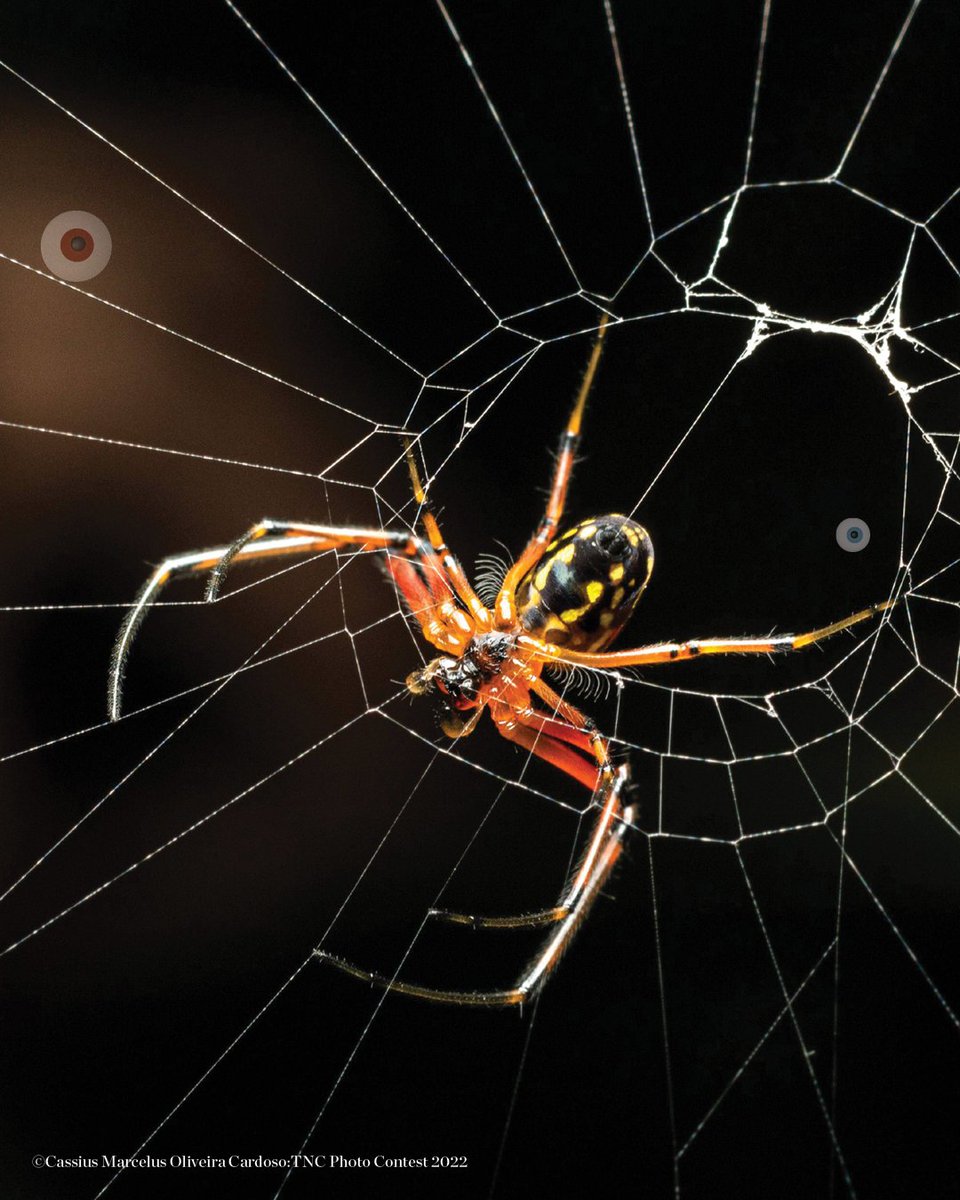 Te invitamos a descubrir el lado más sorprendente de las especies de Halloween en esta galería de murciélagos y arañas de Latinoamérica. 💚
En TNC trabajamos en más de 80 países del mundo para proteger a estas y otras increíbles especies.