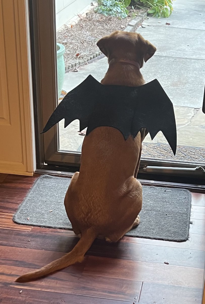 How the heck did this bat get inside the house? Happy Halloween 🎃 y’all