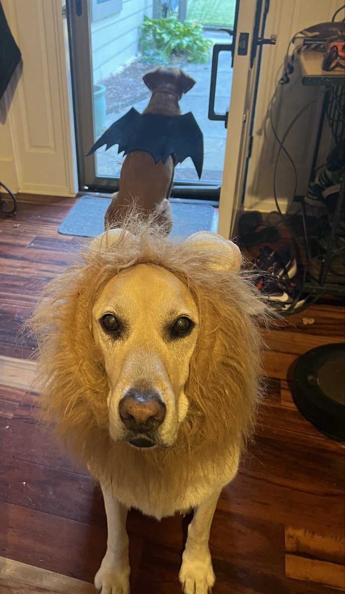 OMG now there’s a lion!