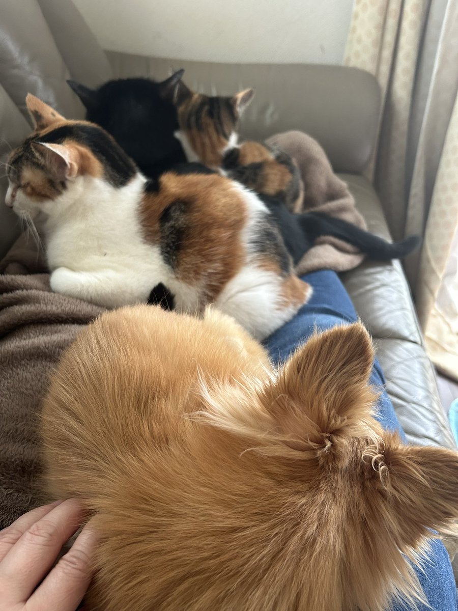 ヒィ＝チャン🐕🐈‍⬛🐈🐱 (@hiichan_japan) / Posts / X