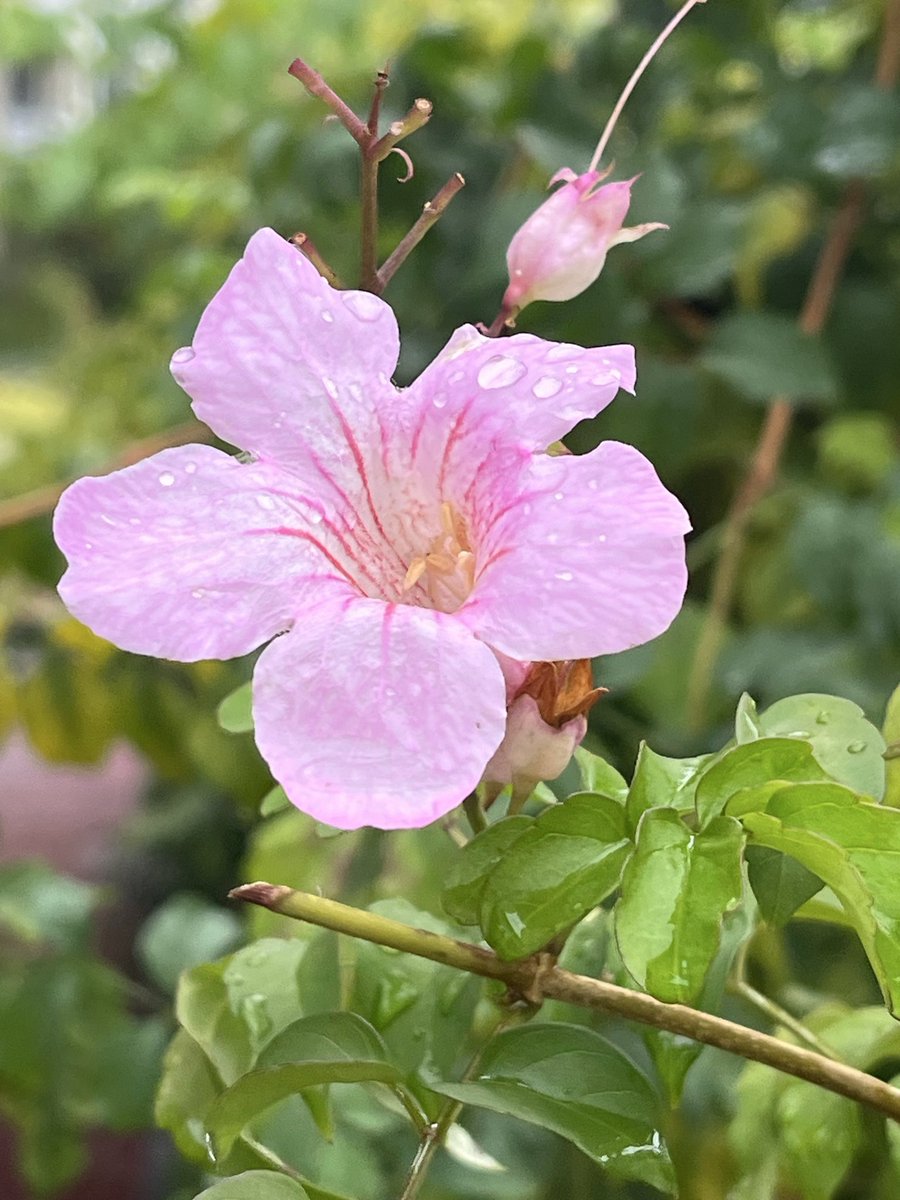 りんごミカン様*°♡ Amazon | ダイヤケミカル（DIA CHEMICAL）/(DIAX) (POPPY